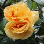 Blankenese22