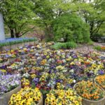 2016-05-03 Spaziergang Wallanlagen 011