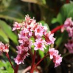 2016-05-03 Spaziergang Wallanlagen 050