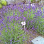 2016-07-05 Bot Garten 11