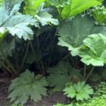 2016-07-05 Bot Garten 7
