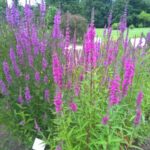 2016-07-05 Bot Garten 9