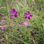 2016-08-17_60 Boberger Düne