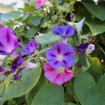 2016-09-06_23 Jenischpark